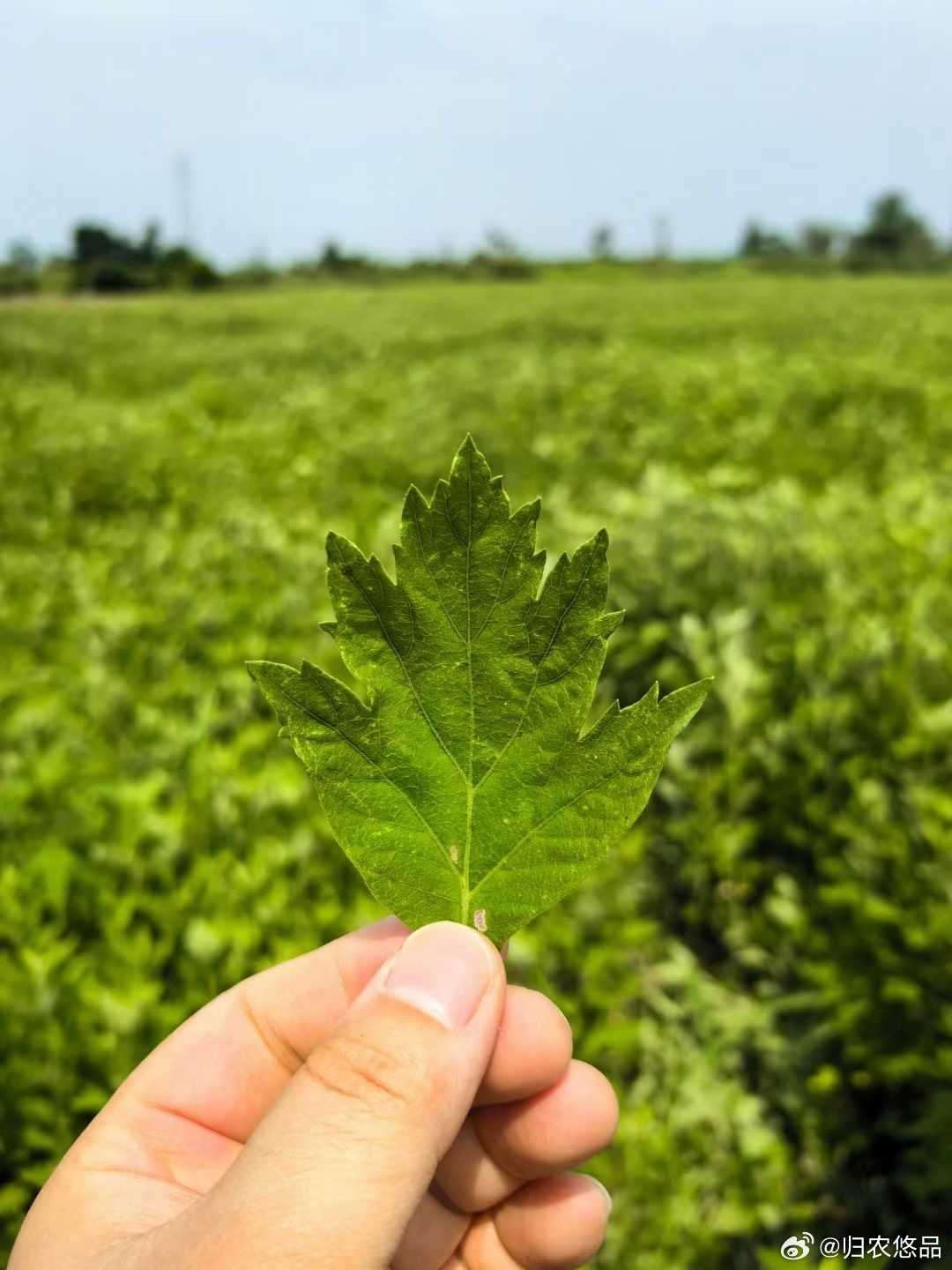 F艾草直播，學(xué)習(xí)、蛻變與自信之種在每次點(diǎn)擊中綻放光彩