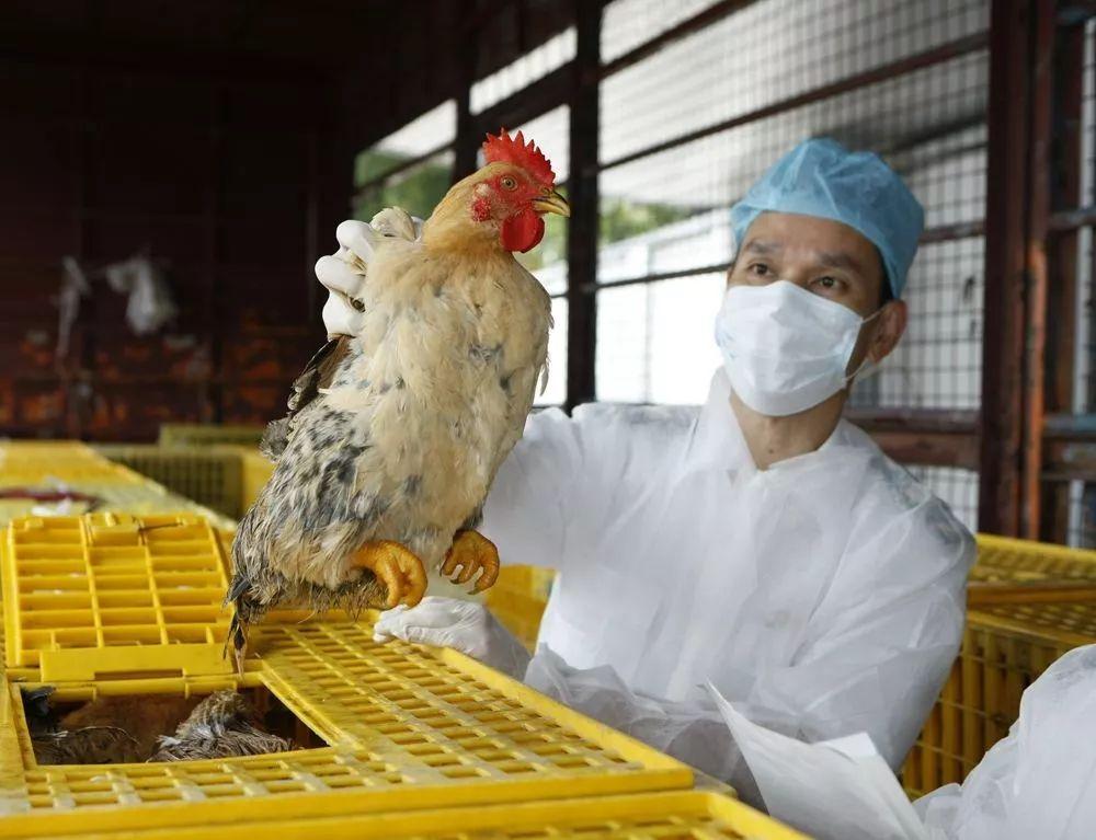 廣東H7N9最新消息，巷弄深處的隱藏瑰寶