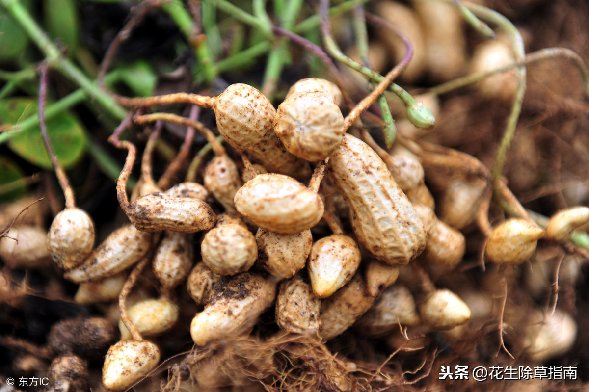 南陽花生最新價(jià)格行情分析與趨勢預(yù)測