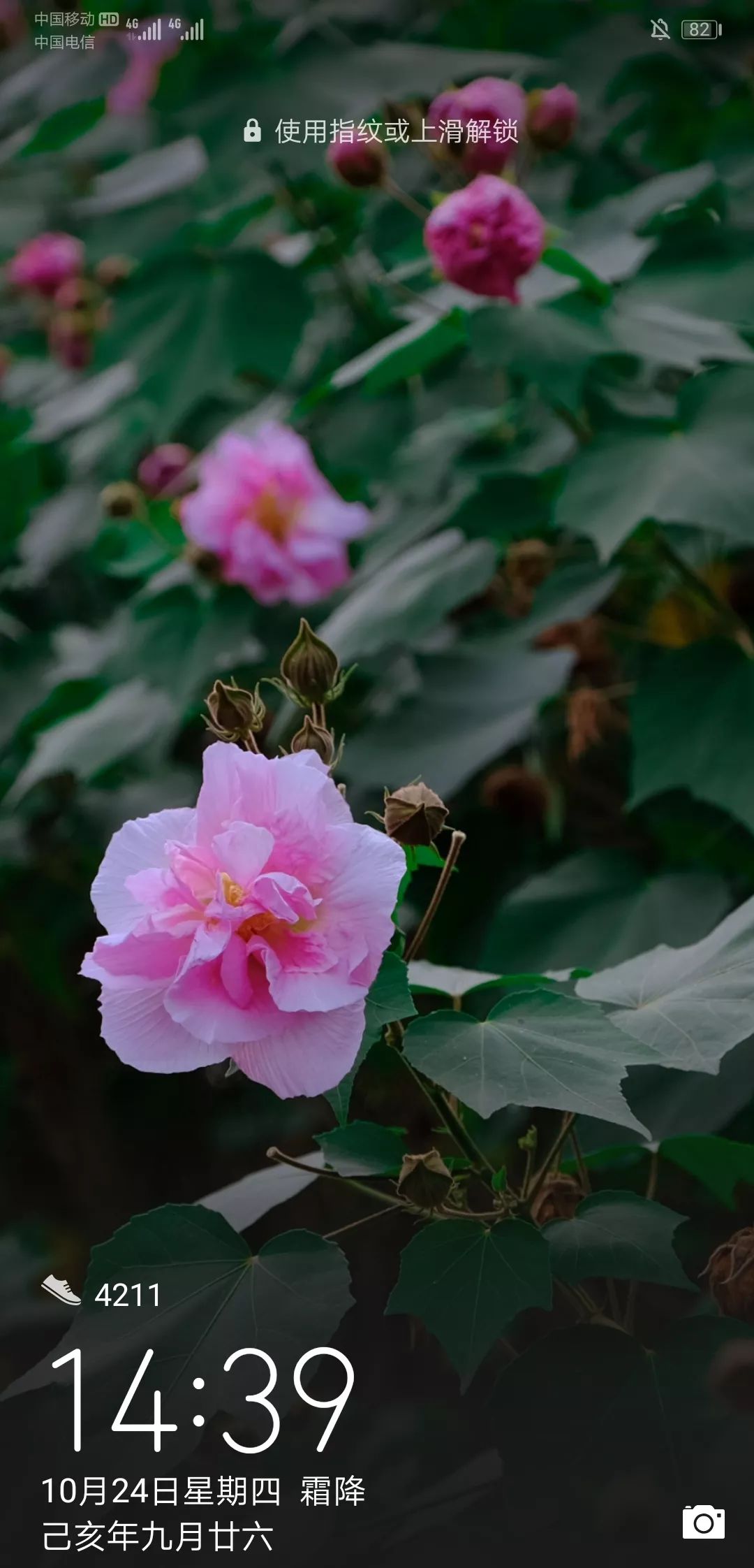 最新花花經(jīng)，花卉種植的新趨勢與技巧概覽