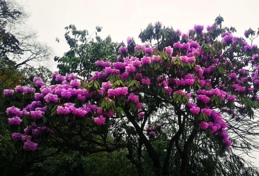 逗艷直播最新探索自然美景，尋找內(nèi)心平和喜悅之旅