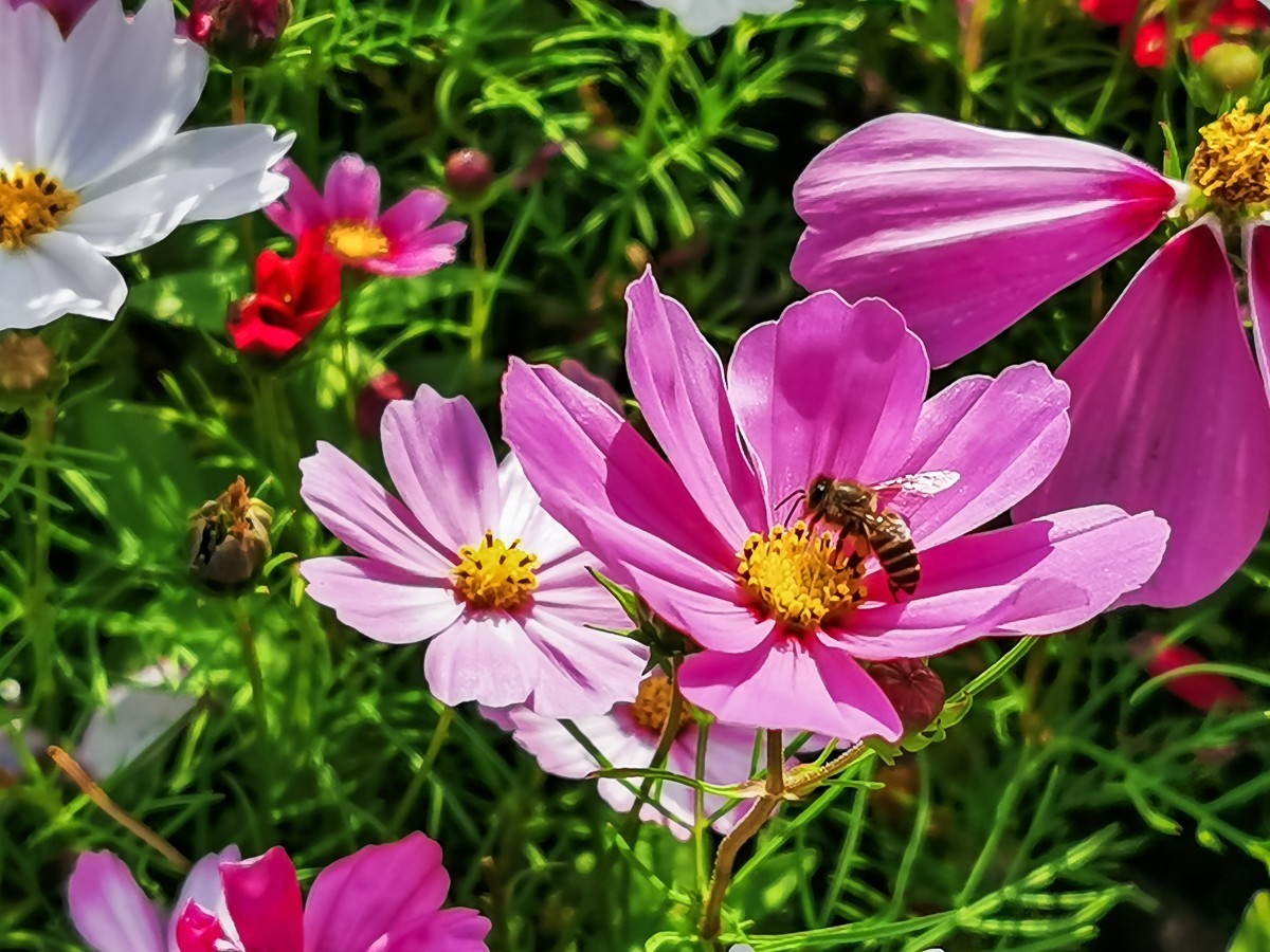 最新格?；?，小巷深處的神秘花園探秘