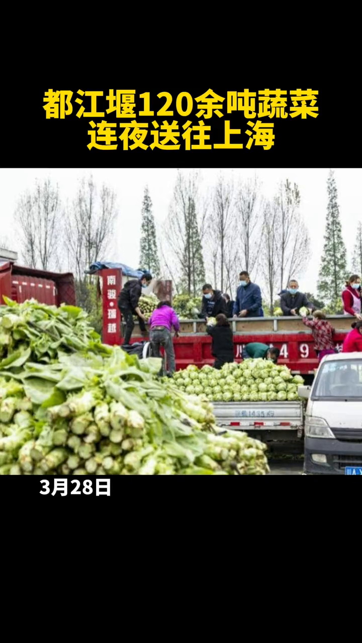 蔬菜的奇妙旅程與家的溫馨故事，最新鮮蔬運(yùn)探索