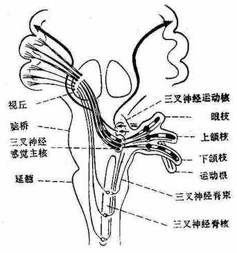 三叉神經手術價格詳解及步驟指南